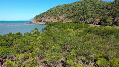 mojones - árboles de playa de roble en el agua