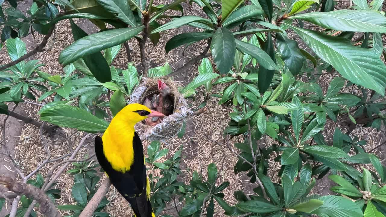 el ave macho de oriole dorado alimenta a los polluelos en el nido