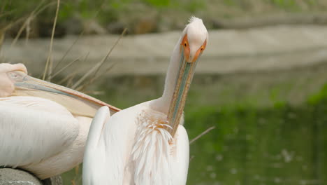 Rosy-Pelican-Bird-With-Hefty-Bill-And-Yellow-orange-Throat-Pouch-Preening-Plumage