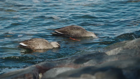 Dos-Patos-De-Pico-Oriental-Que-Buscan-Comida-Cerca-De-La-Costa-Rocosa-En-Odaiba,-Tokio,-Japón