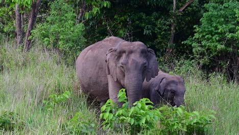 mother elephant with calf walking in forest of khao yai national park in hin tung, thailand