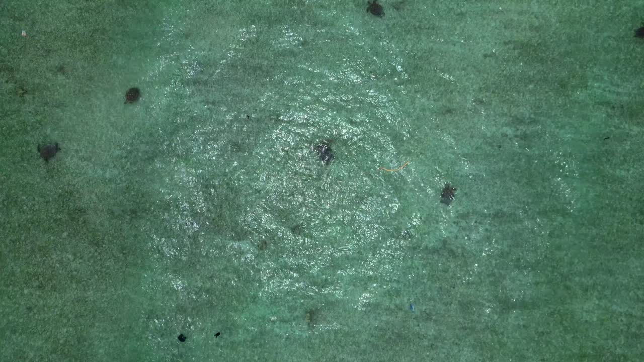 group sea turtles swimming together in clear shallow ocean water over a sandy seabed, representing marine life and conservation. speed ramp hyper motion time lapse ascending raise up drone