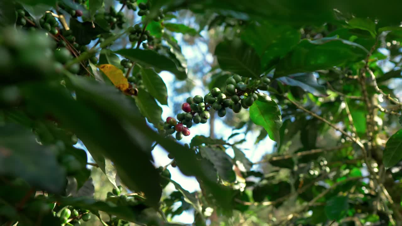 Vista laterale di grappoli di caffè verde circondati da un denso fogliame sano, che rappresenta la fase vegetativa della pianta di caffè.