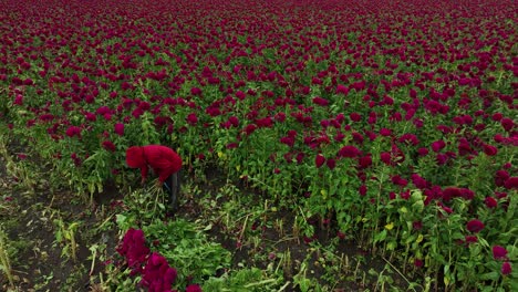 aerial push-in footage of a farmer harvesting velvet flowers in his crops