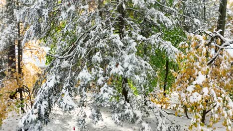 nieve densamente empaquetada en las ramas de los pinos