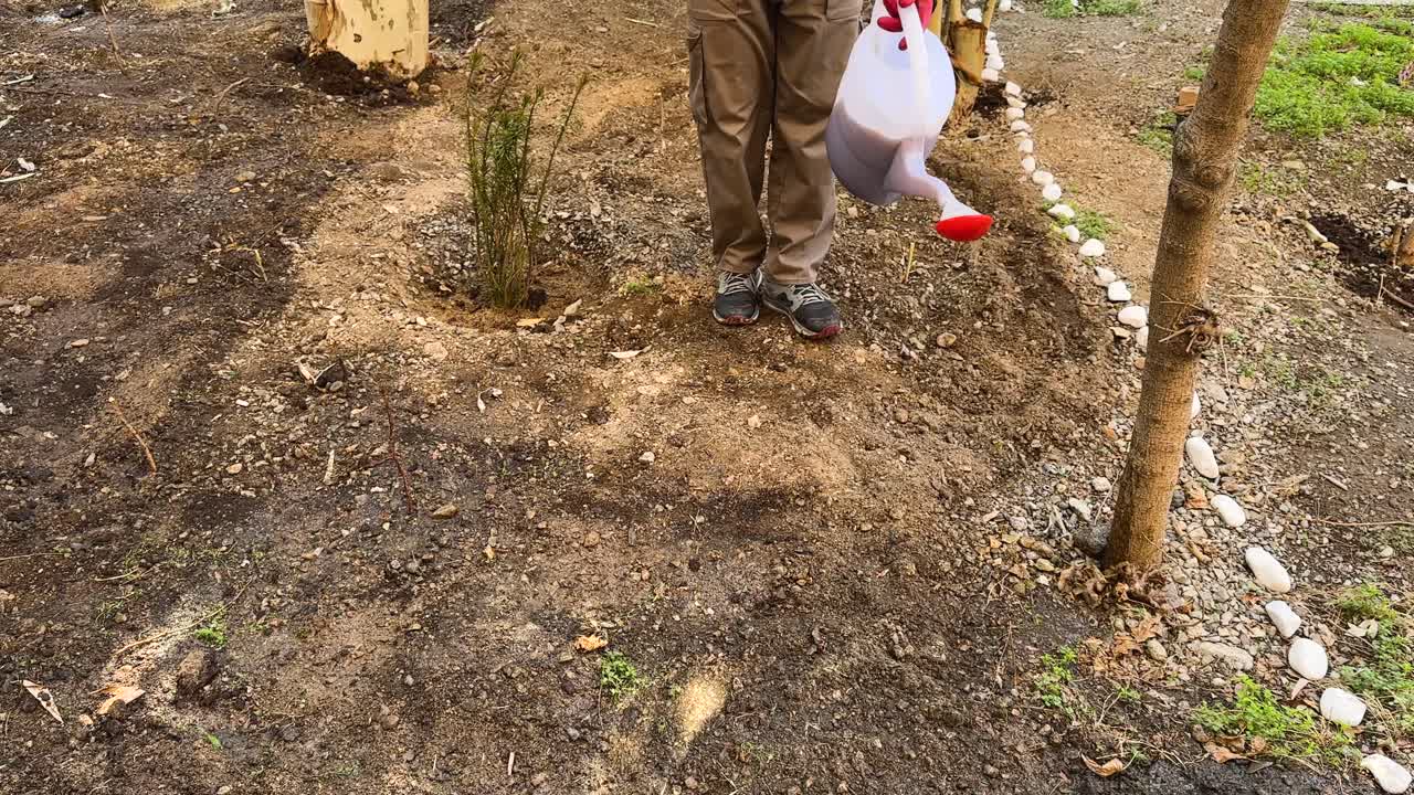 Eco-friendly irrigation showering in Tehran garden Farmer watering tropical saplings Urban landscape care with fertilizer Fresh growth natural moisture botanical design blending nature and city life