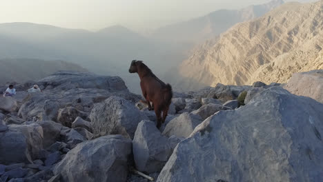 Shot-of-mountain-range-with-goats