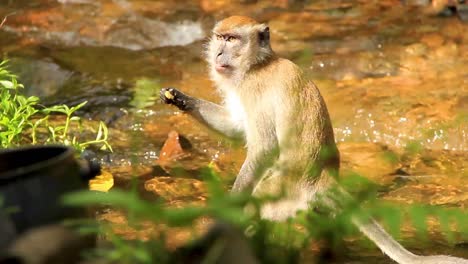 long-tailed monkey gently drinking at the edge of a stream in sumatran forest, indonesia - long medium close up tracking shot