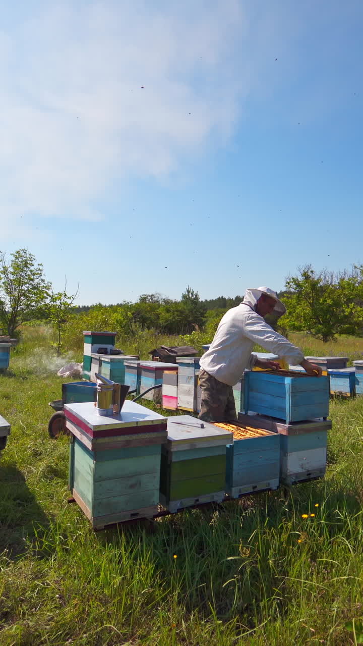 Apiary on field. Beekeeper inspecting bees near hives among green nature. Wooden beehives on a bees farm. Apiculture. Vertical video