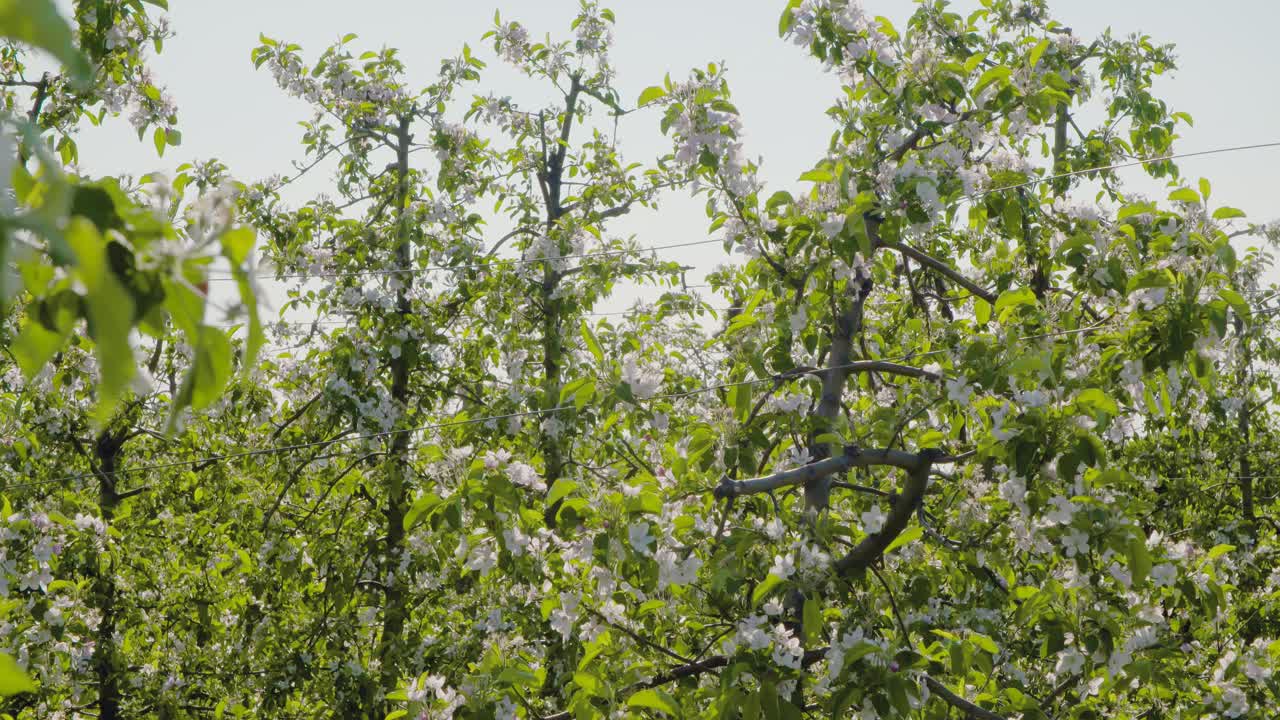 Blooming Branch Of Apple Tree 1