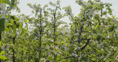 Blooming Branch Of Apple Tree 1