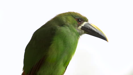 tucancito esmeralda de cerca. fondo blanco. aulacorhynchus prasinus