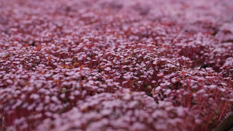 purple amaranth microgreens growing