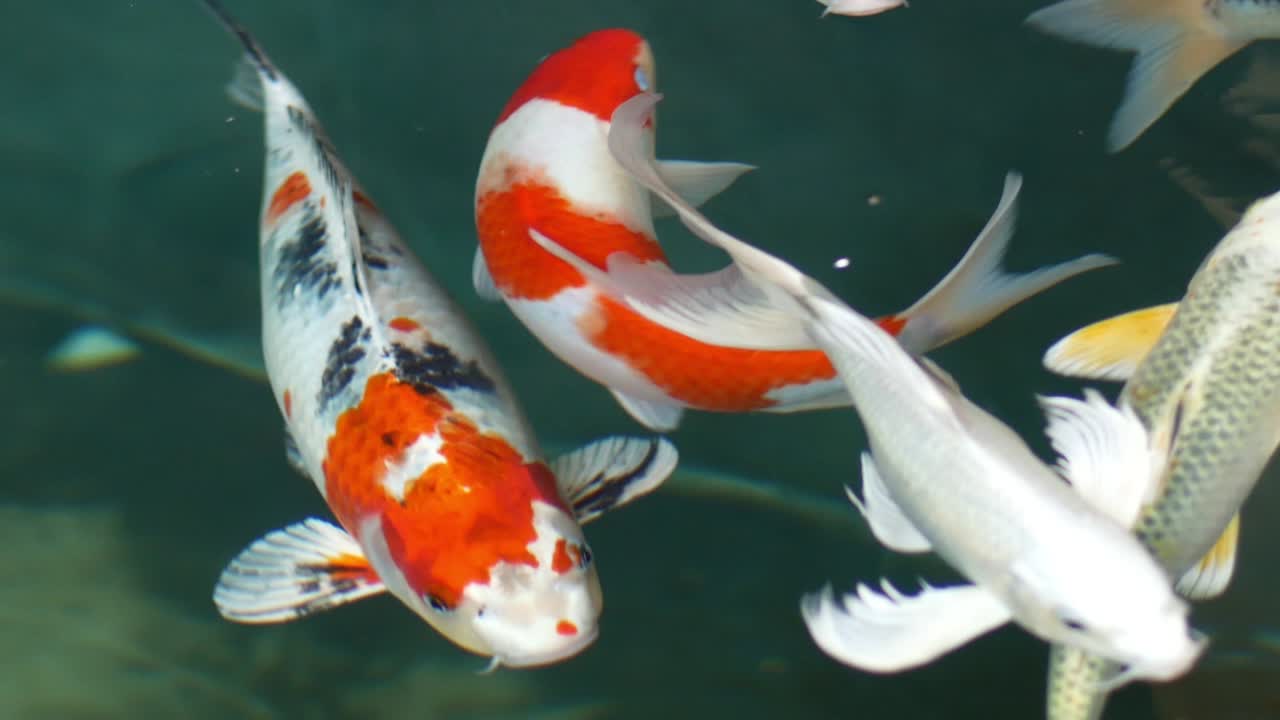 peces koi, carpas de lujo están nadando por encima