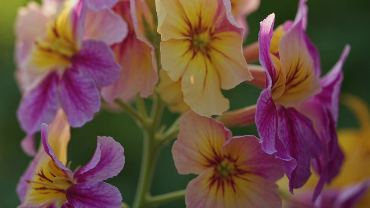 Fiori delicati rosa e gialli che ondeggiano dolcemente alla luce del sole
