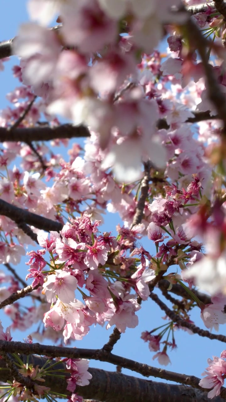 Primo piano di fiori di sakura rosa che ondeggiano dolcemente sui rami degli alberi a Tokyo, Giappone