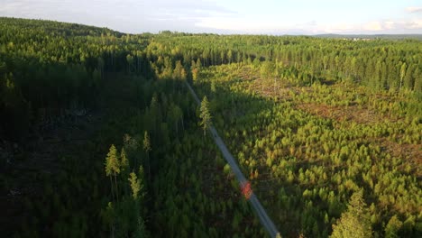 drone footage showing a motor cyclist driving on an narrov gravel forest road