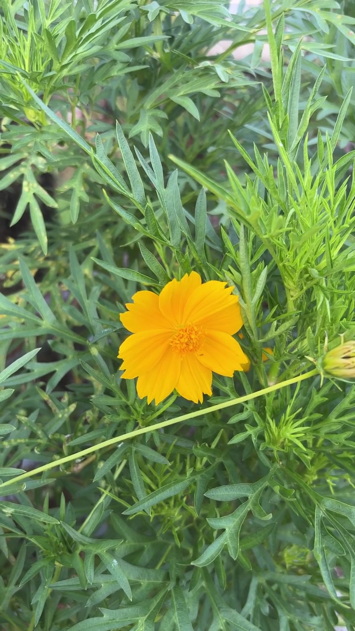 Primo piano di un vivace fiore di Cosmos giallo in un giardino