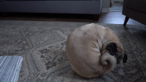 pug chasing tail in living room fawn color