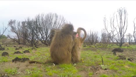 Two-Chacma-baboons-grooming-in-the-South-African-bush