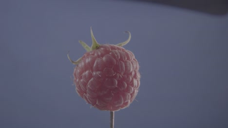 raspberry rotating with loop on blue screen for chroma key