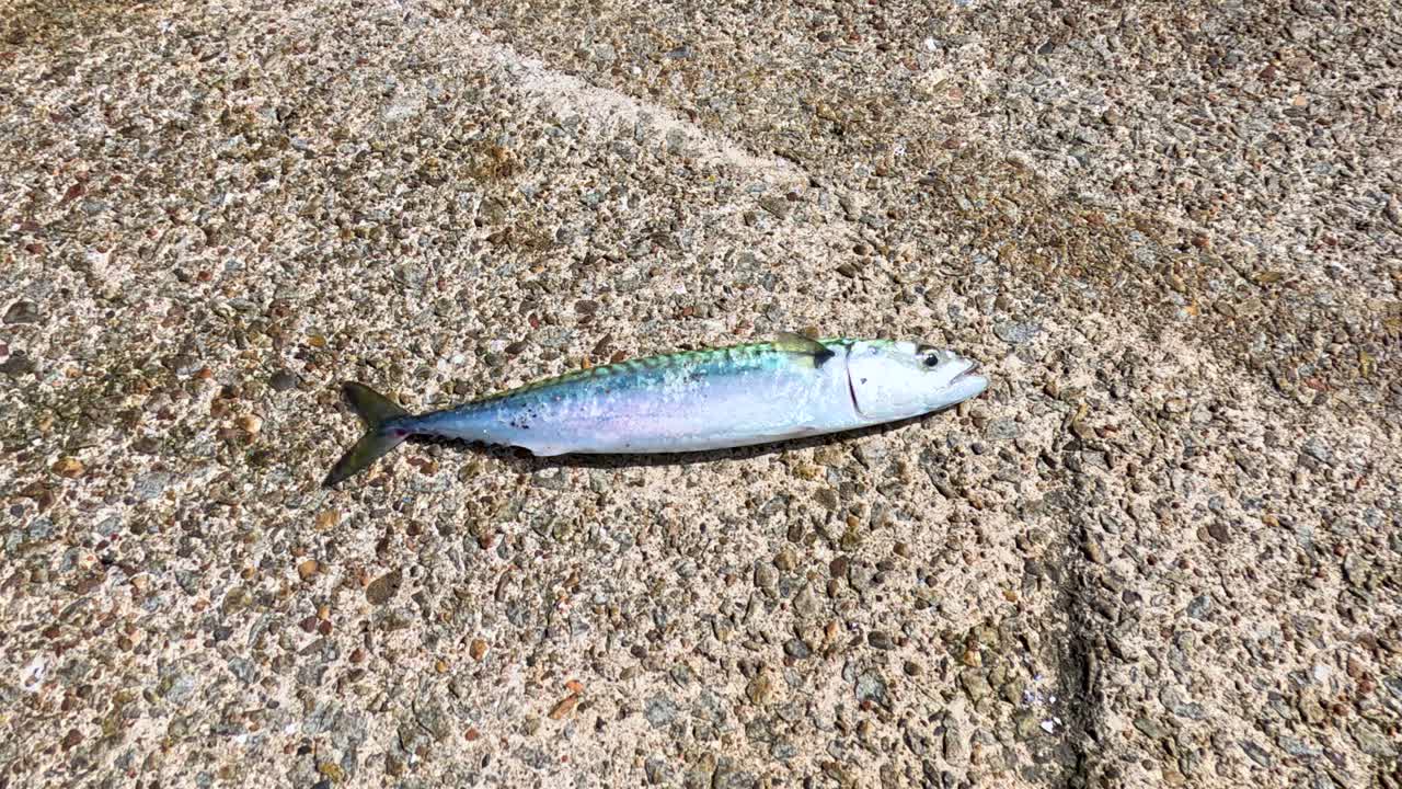 A live mackerel fish moves and flops on a rough concrete ground in bright natural daylight, captured in a series of static wide shots