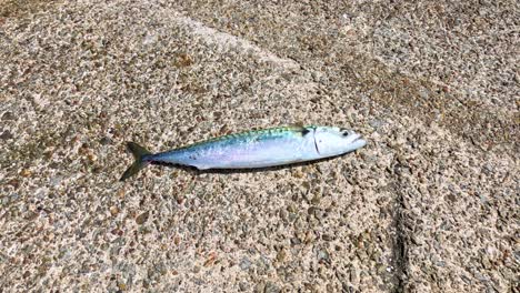 a live mackerel fish moves and flops on a rough concrete ground in bright natural daylight, captured in a series of static wide shots