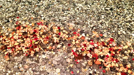 fall leaves in water with raindrops falling near them