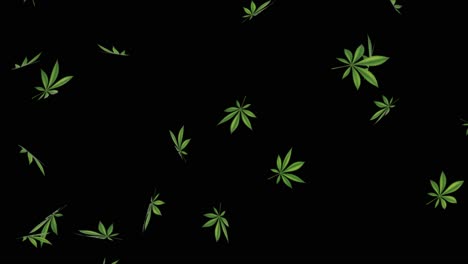 falling cannabis leaves