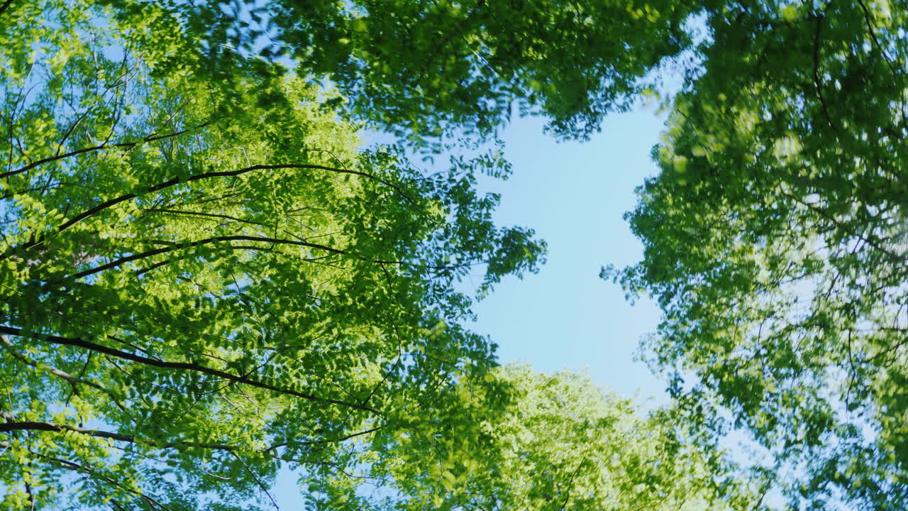 girando bajo las ramas de los árboles verdes 01