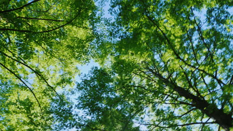 girando bajo las ramas de los árboles verdes 01