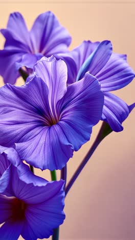 primer plano de las flores púrpuras