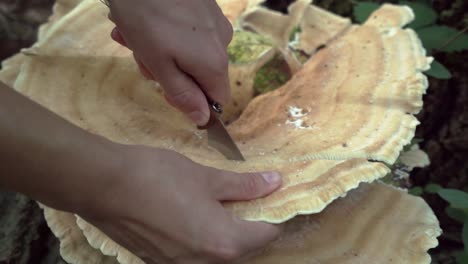 toma de seguimiento del hongo polypore de berkeley cortado con un cuchillo