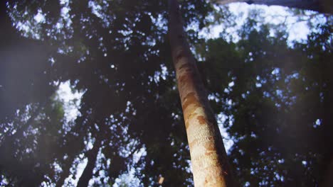 Upward-shot-of-the-Tangarana-tree-witch-is-protected-by-an-aggressive-species-of-fire-ants-patrolling-the-tree-trunk