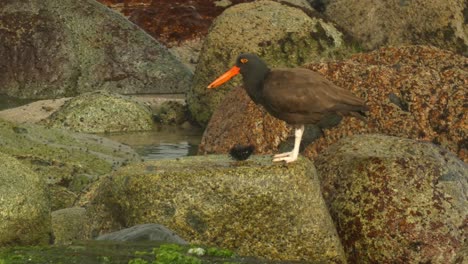 4k footage of a species of bird called "blackish oystercatcher