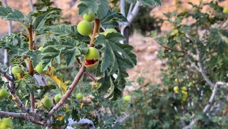 wild fruit in the mountain the red ripe tart taste sweet fig in iconic natural attraction in iran desert climate natural forest countryside the road trip in to the wild in summer season delicious