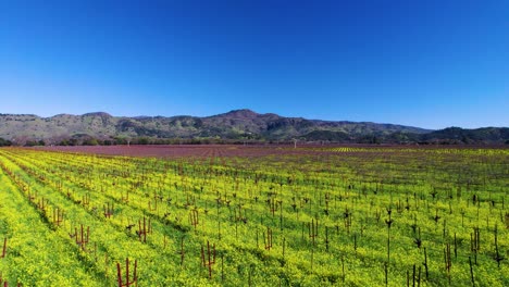 baja aérea sobre flores de mostaza amarillas en el viñedo volando hacia el borde del valle en el valle de napa california