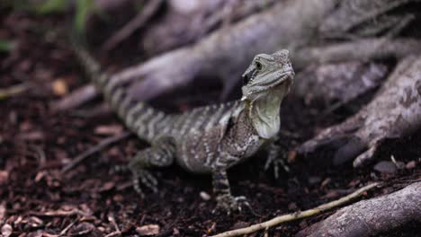 Young-water-dragon-moves-head-and-runs-away,-slow-motion-100fps