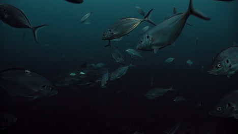 Great-White-Shark-Carcharodon-carcharias-Neptune-Islands-South-Australia-4k-slow-motion-50fps