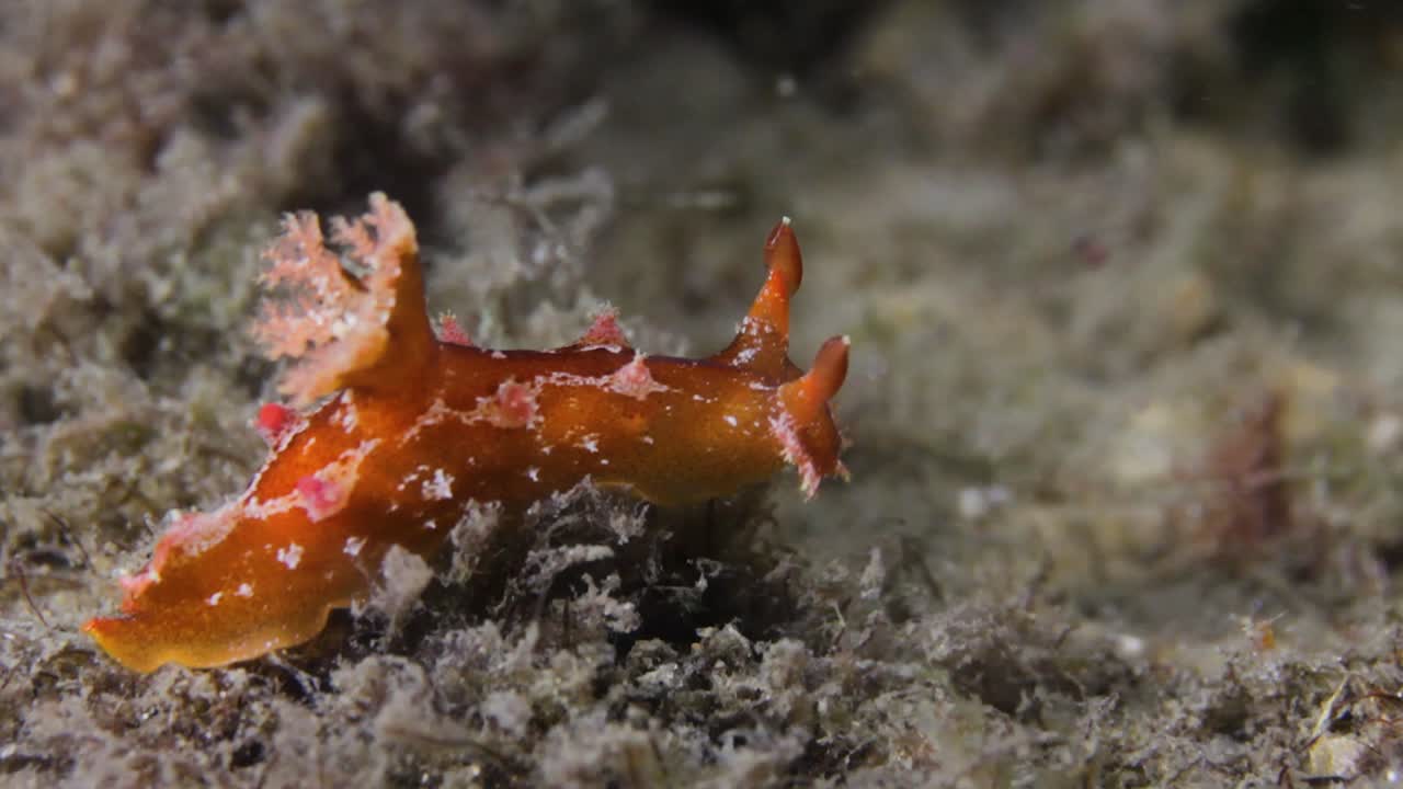 암초를 따라 천천히 기어가는 아름다운 색의 해양 생물