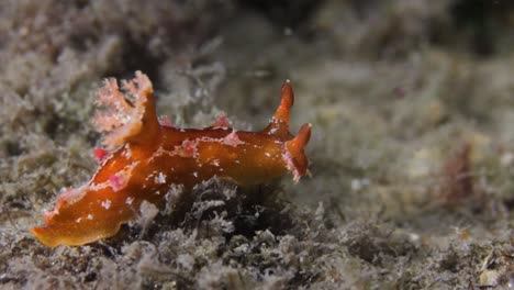 a beautifully coloured marine creature slowly crawling along the reef