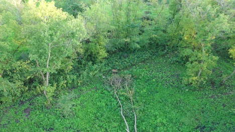 deer in a forest