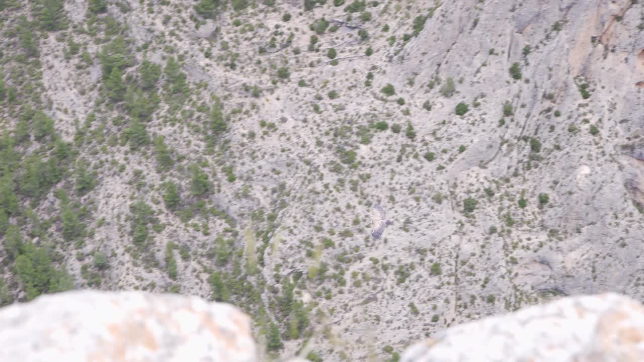 발렌시아, 알코이, 스페인의 숲이 우거진 산골짜기에서 솟아오르는 독수리