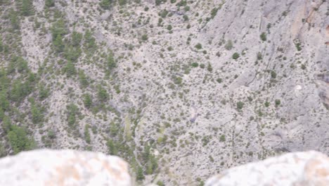 vulture soaring in the wooded mountain valleys of valencia,alcoi,spain