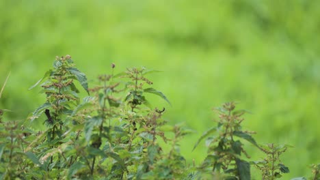 a close-up shot of the nettle thickets on the blurry background