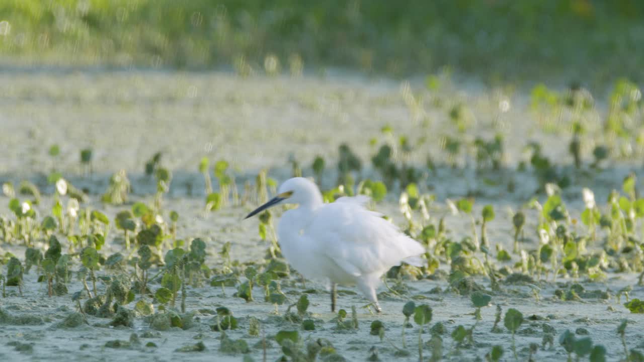 garza nevada caminando a través de algas y vegetación en humedales