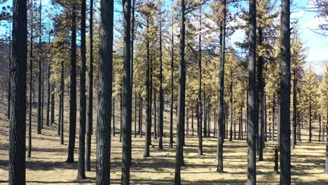 Slow-Ground-Level-Aerial-Through-Burnt-Destroyed-Forest-Trees-And-Wilderness-Destruction-Of-The-Caldor-Fire-Near-Lake-Tahoe,-California