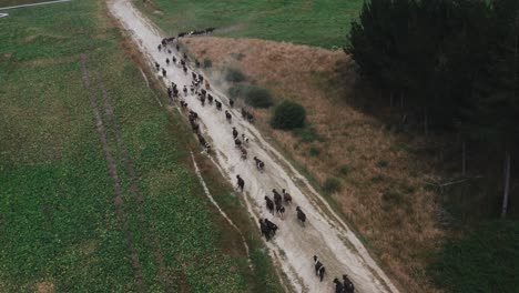 herd of female milk cows walking on dusty road towards new meadow, aerial