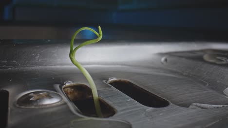 extreme close up of green stem from plant sticking out of kitchen drain sink