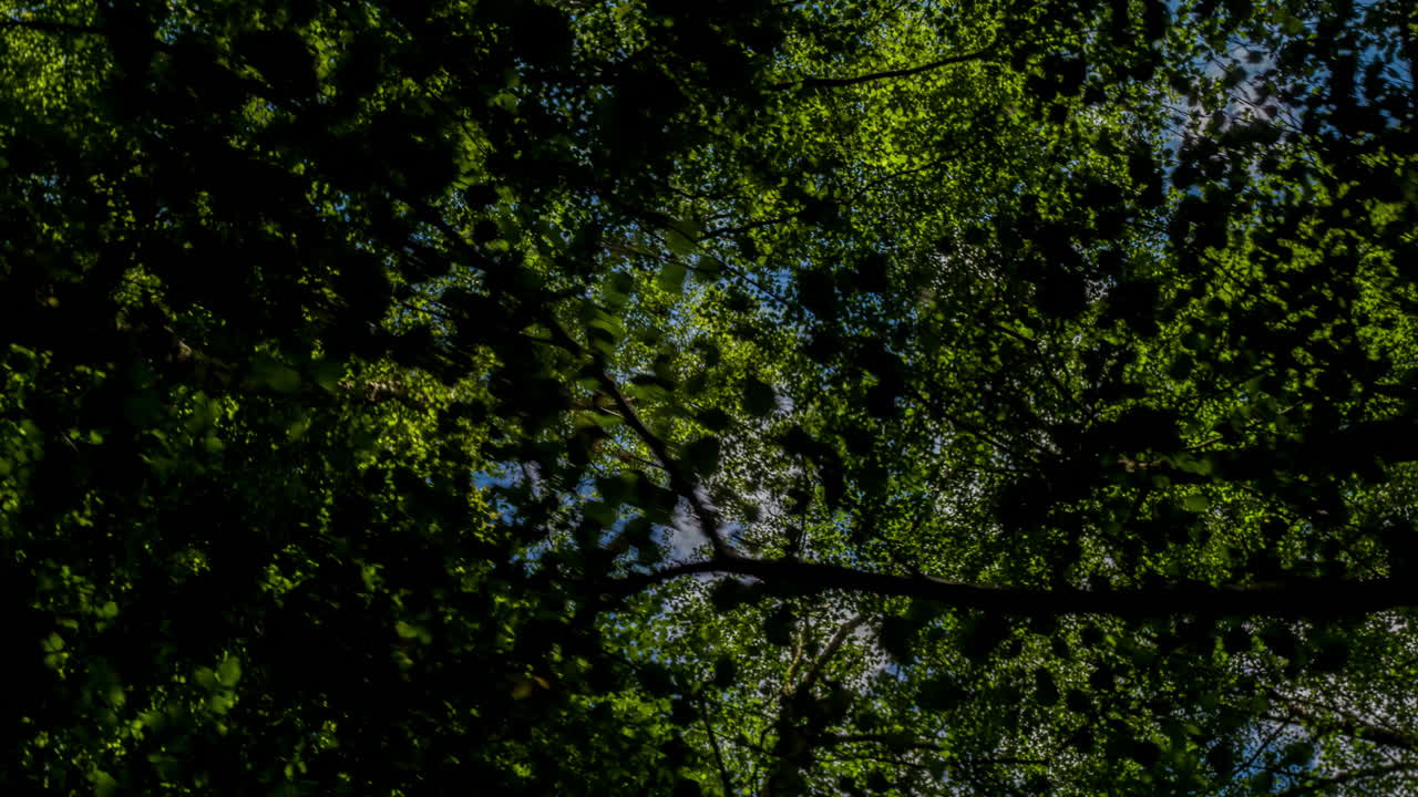 epping forestdji 4k 07